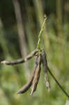 Hairy cowpea